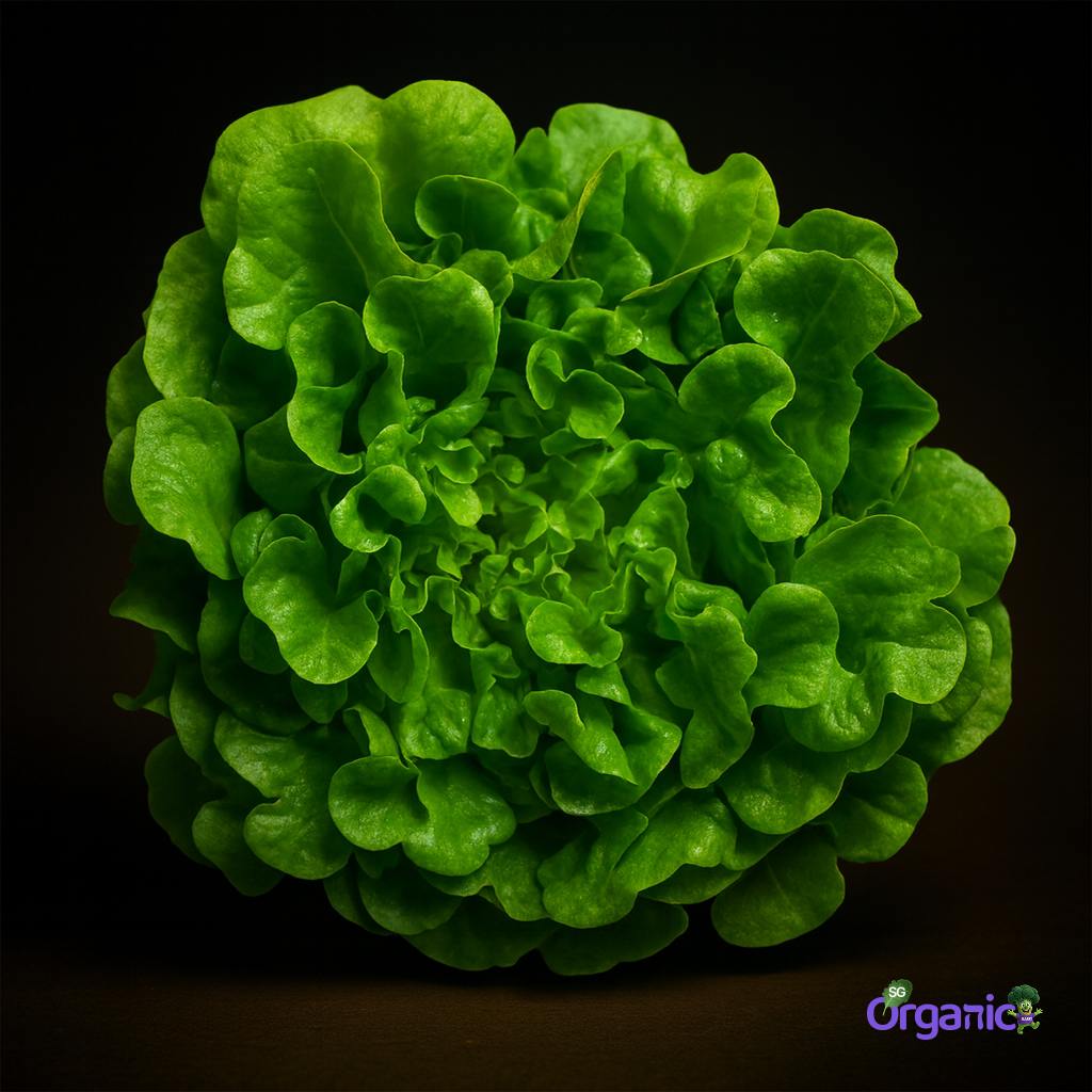 lettuce-green-oak-250g_25_.jpg