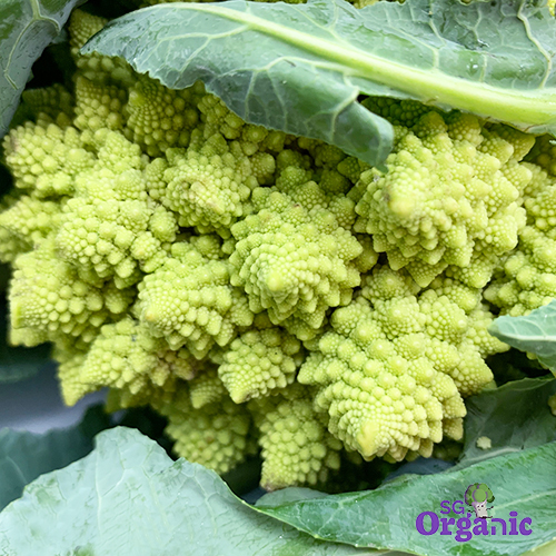 organic-cauliflower-500-1.jpg