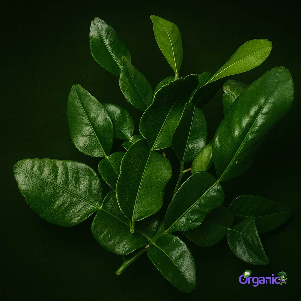 organic-herbs-herb-kaffir-lime-leaves.jpg